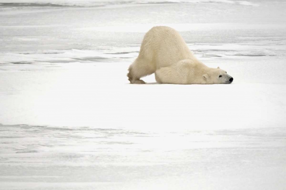 Canada, Churchill Polar bear scratching itself art print by Mike Grandmaison for $57.95 CAD